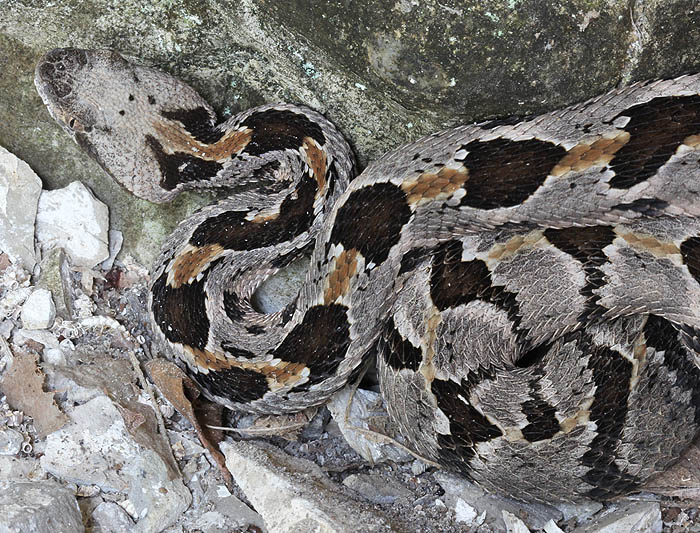 Timber Rattlesnake